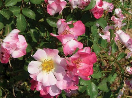 В честь теннисистки назвали сорт роз