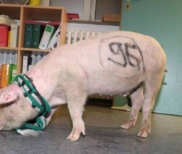 Немецкая полиция задержала свинью в шарфе ФК "Ганновер-96"